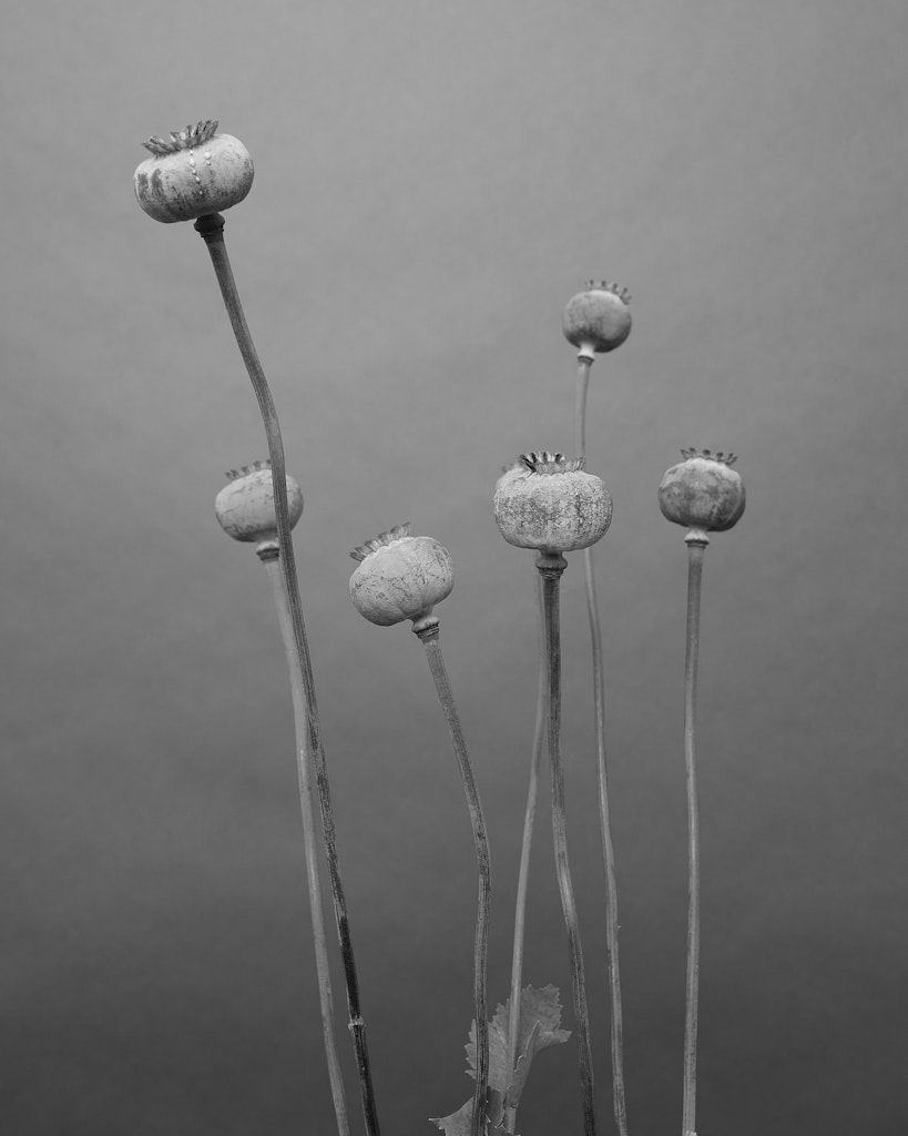 untitled (black and white dried poppies) from the series The Imaginative Landscape