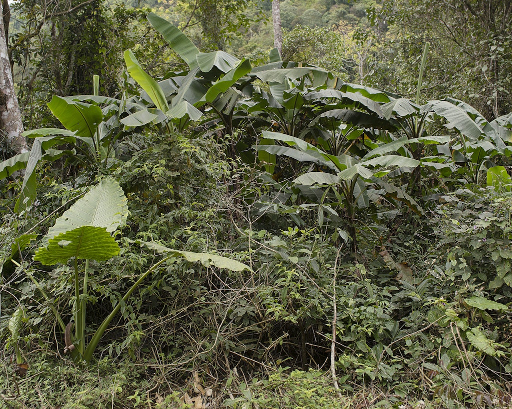 untitled (jungle in Laos) from the series The Imaginative Landscape