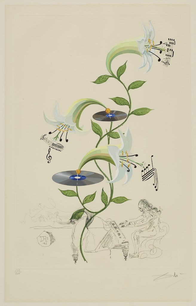 Lilium musicum