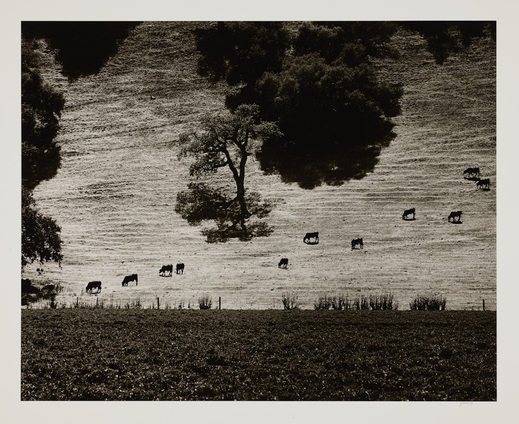 Cattle Paths