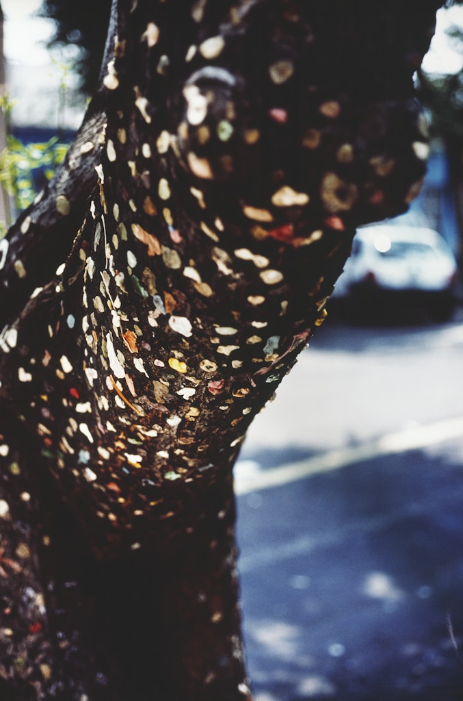 Arbol con Chicles (Tree with Chewing Gum)