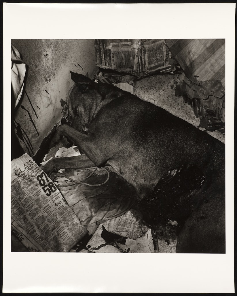 Dead Dog, Newark